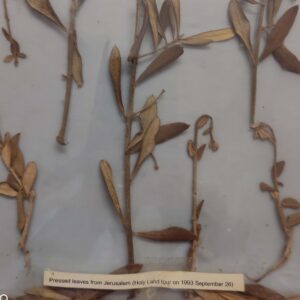 Olive leaves collected during Holy Land Tour