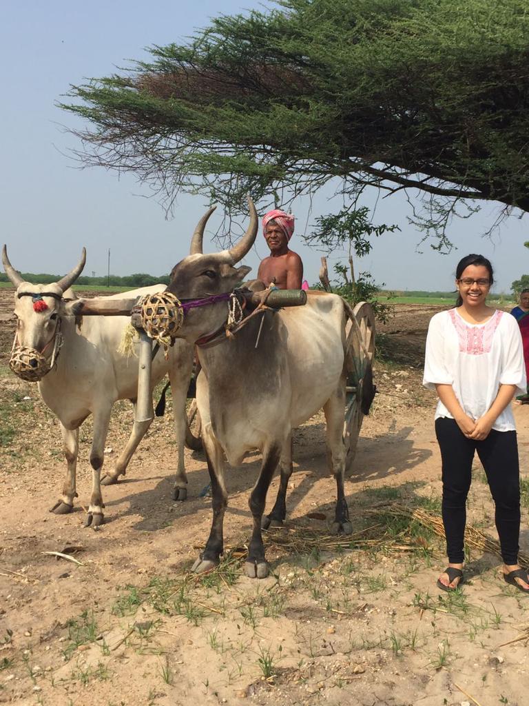 Bullock Cart