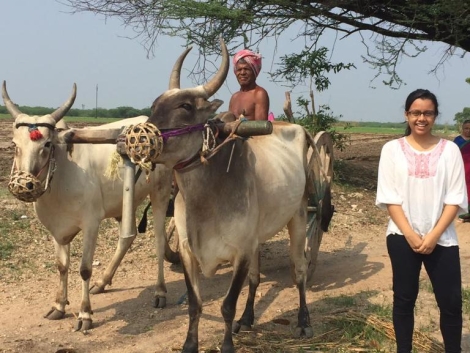 Bullock Cart