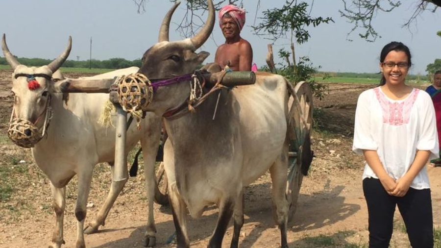 Bullock Cart