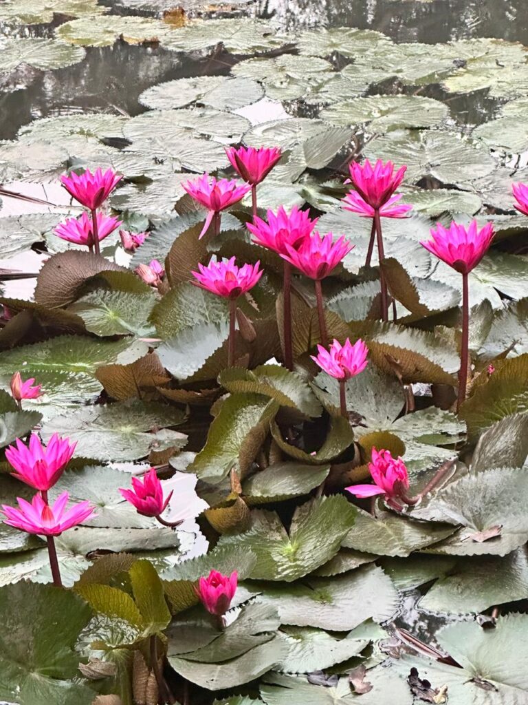 Lotus blooming at the Lake on the Ridge