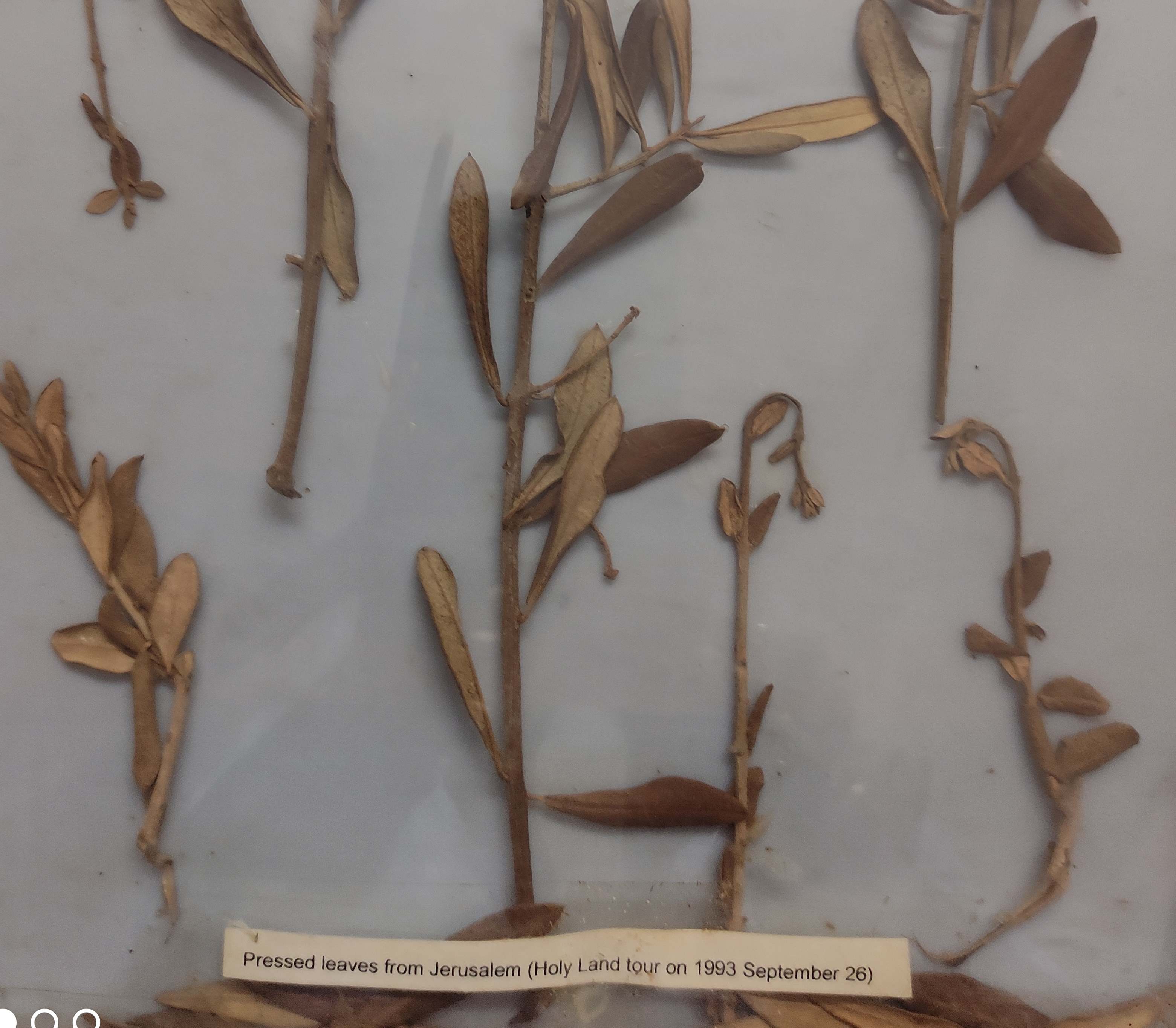 Pressed plants & flowers from Jerusalem (Refer Biography) 