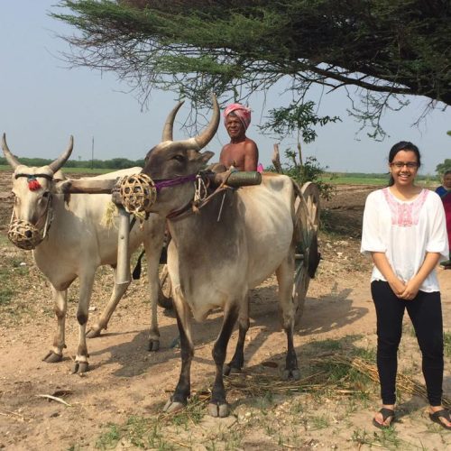 Bullock Cart